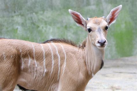 草食類|草食動物｜動物の紹介｜アドベンチャーワール